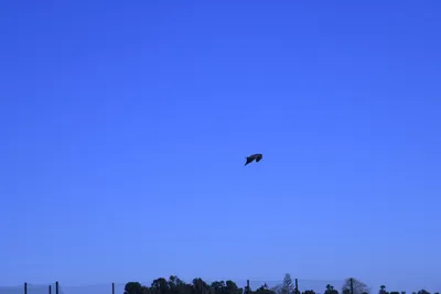 DSC_0785 (Large).JPG